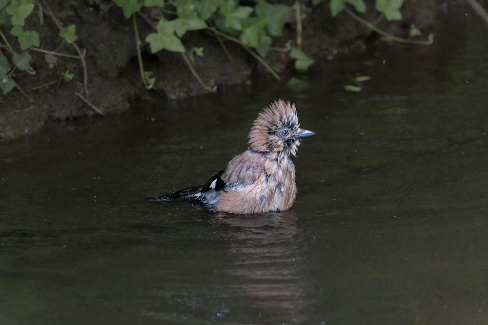 a small bird is swimming in the water