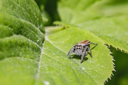 A small jumping spider with a furry appearance is positioned on a vibrant green leaf. The spider has prominent front eyes and a mix of black, white, and brown colors on its body. The leaf surface is textured and slightly shiny with visible veins.