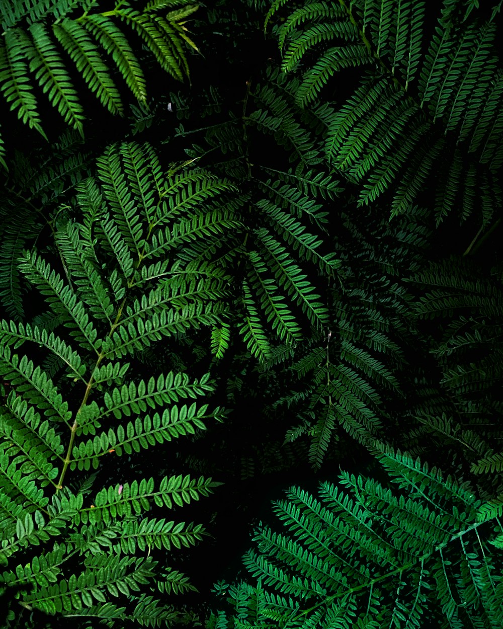 a close up of a green plant with lots of leaves