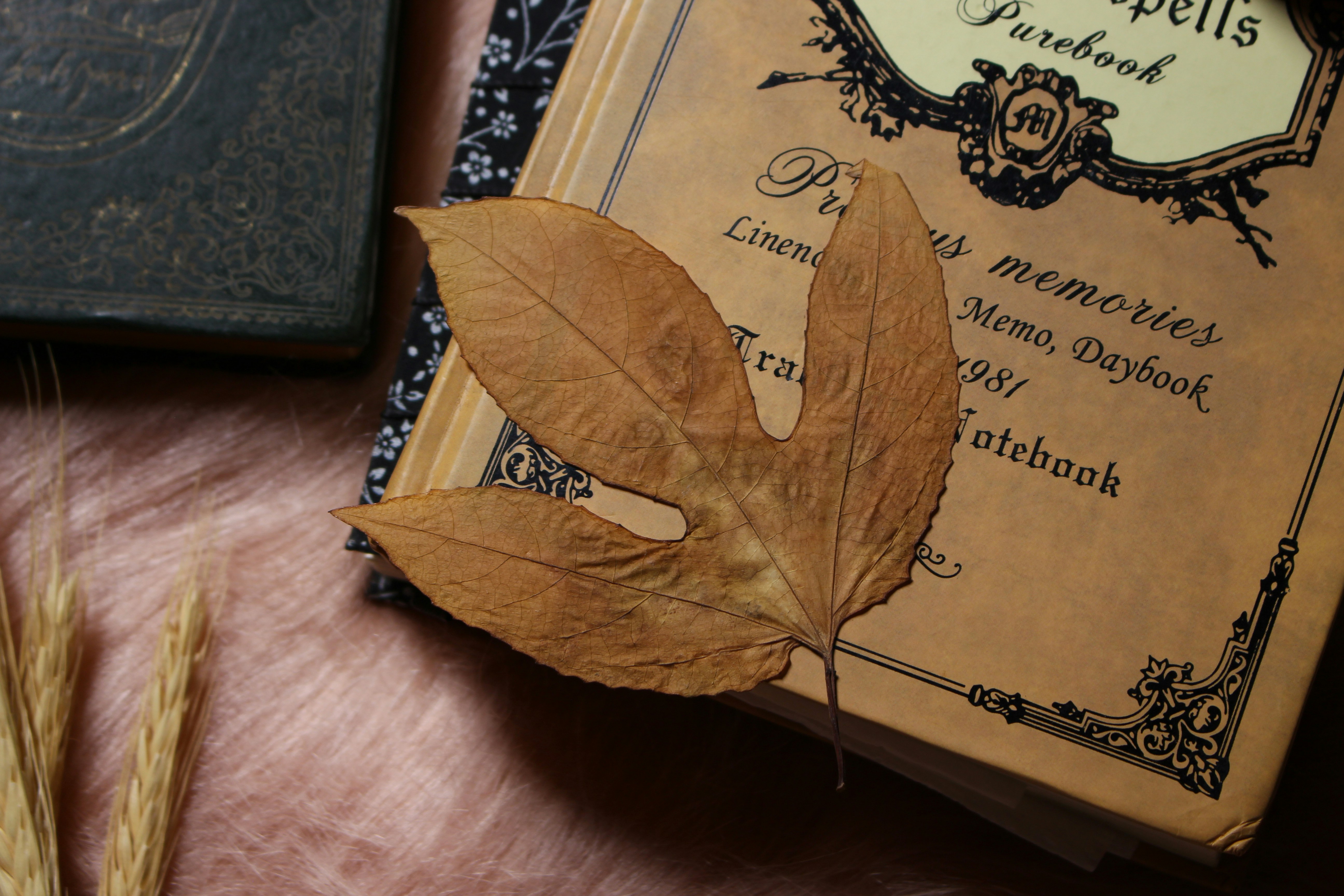 Image of: New Beginnings