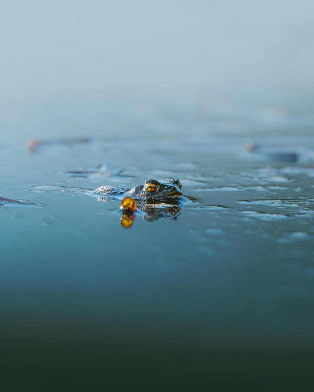 a close up of a small alligator in the water