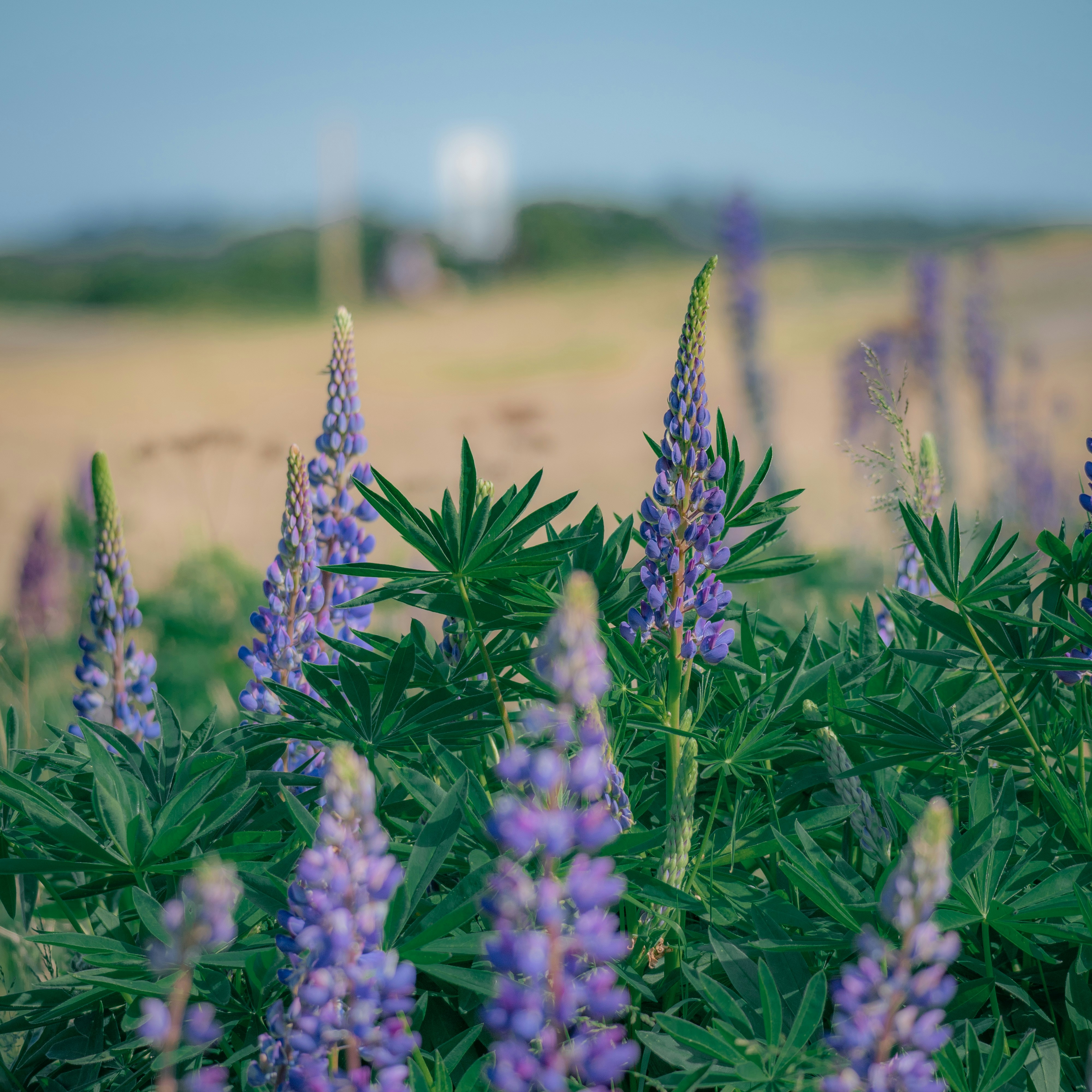 A field of purple flowers with a blue sky in the background photo ...