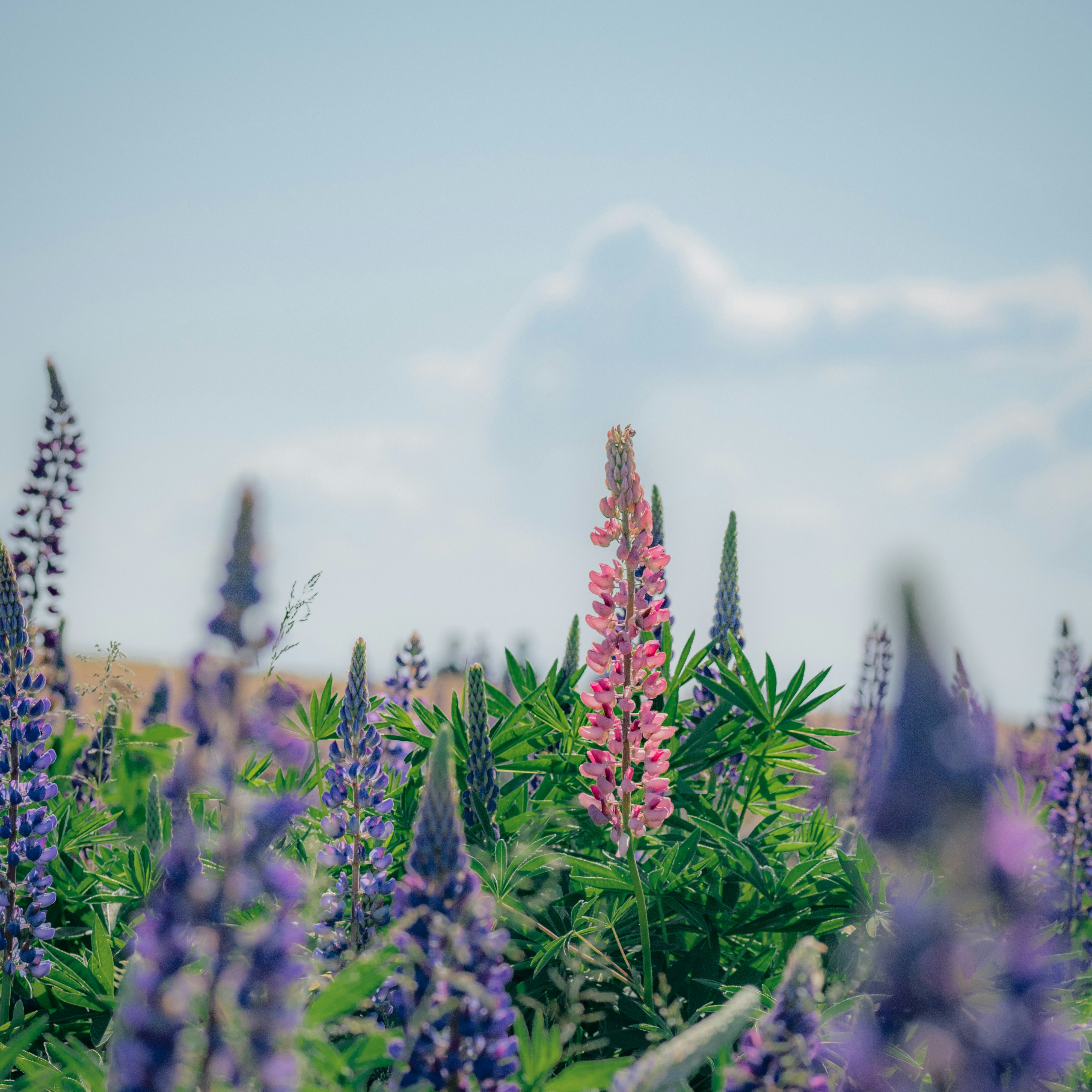 A field full of purple and pink flowers photo – Free Garry point park ...