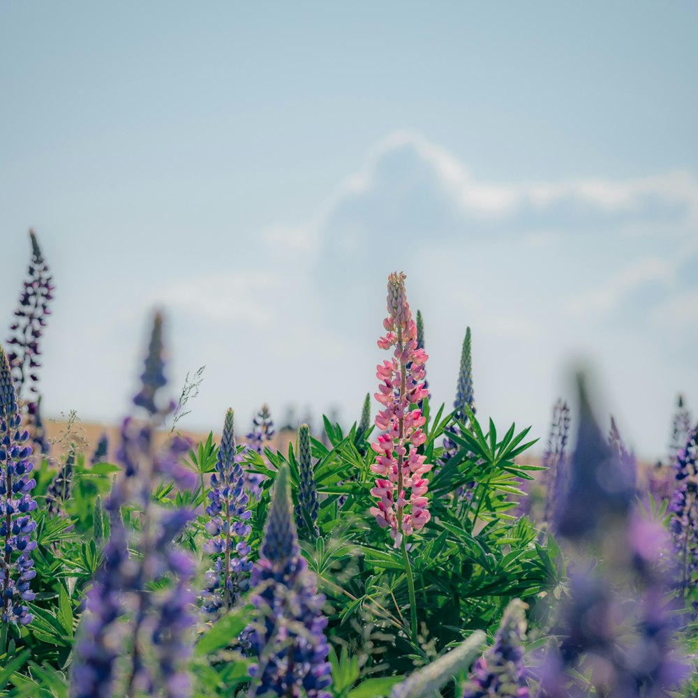 a field full of purple and pink flowers