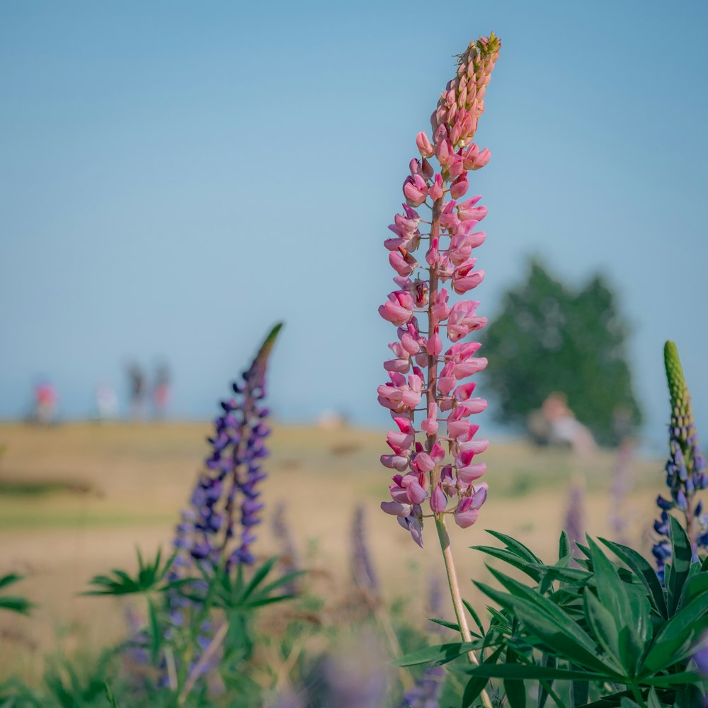 a pink flower in a field of purple flowers