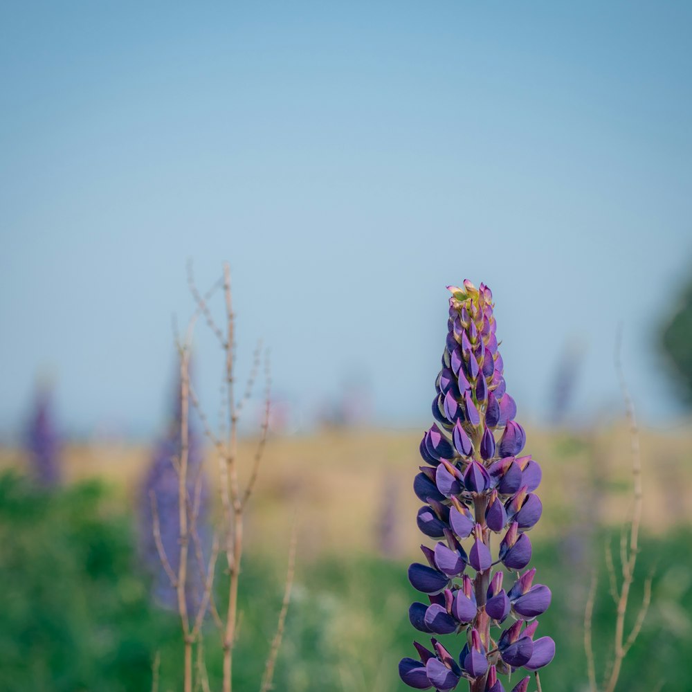 a close up of a purple flower in a field