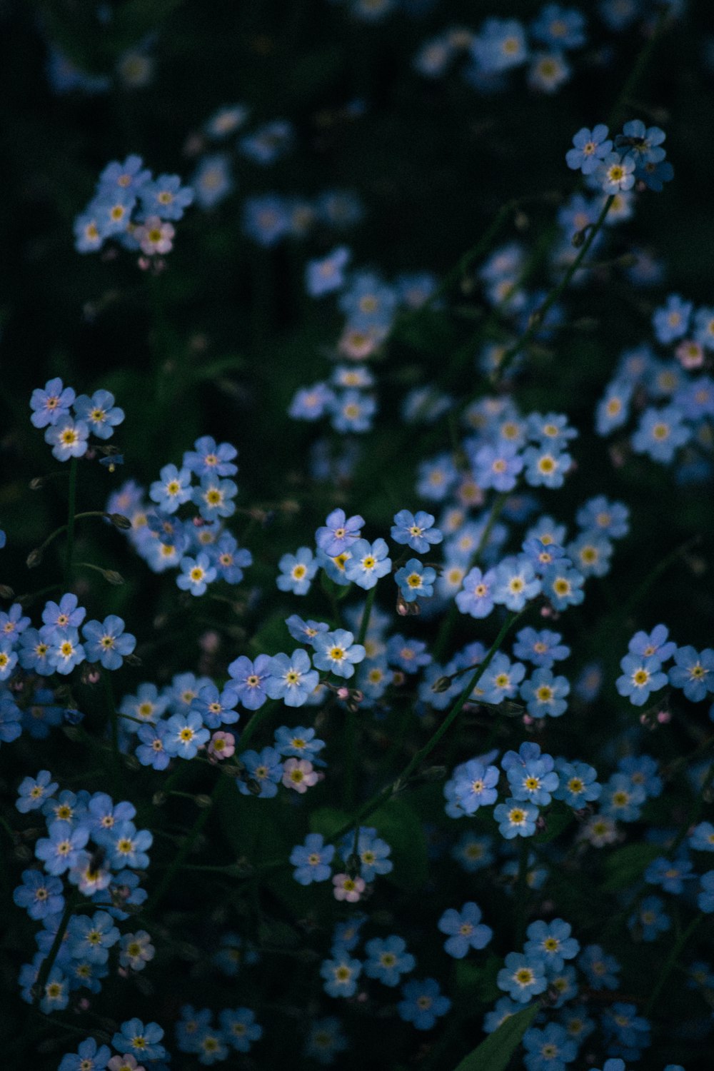 un mazzo di piccoli fiori blu in un campo