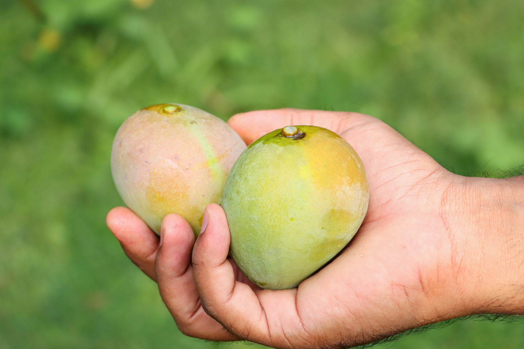 a person holding two raw mangoes in their hand