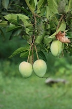 Two unripe mangoes hang from a tree branch, surrounded by lush green leaves. The background is a blurred view of more greenery.