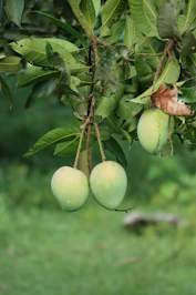 a bunch of fruit hanging from a tree