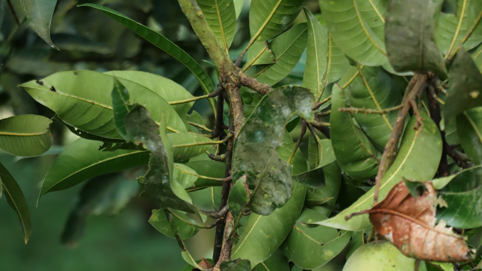 Understanding the Life Cycle of Mango Trees: Shedding Light on its Evergreen Status