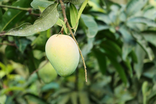 A close-up of ripe mangoes hanging from a lush green orchard branch under soft sunlight.