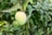 A ripe mango hanging from a branch surrounded by green leaves.
