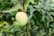 A ripe mango hanging from a branch surrounded by green leaves.
