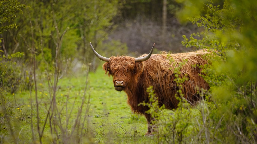 a bull with long horns standing in a field