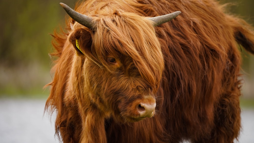 a long haired yak with large horns standing in a field