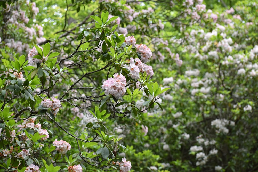 a tree filled with lots of pink and white flowers