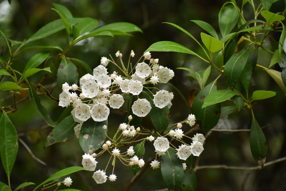 a bunch of white flowers on a tree