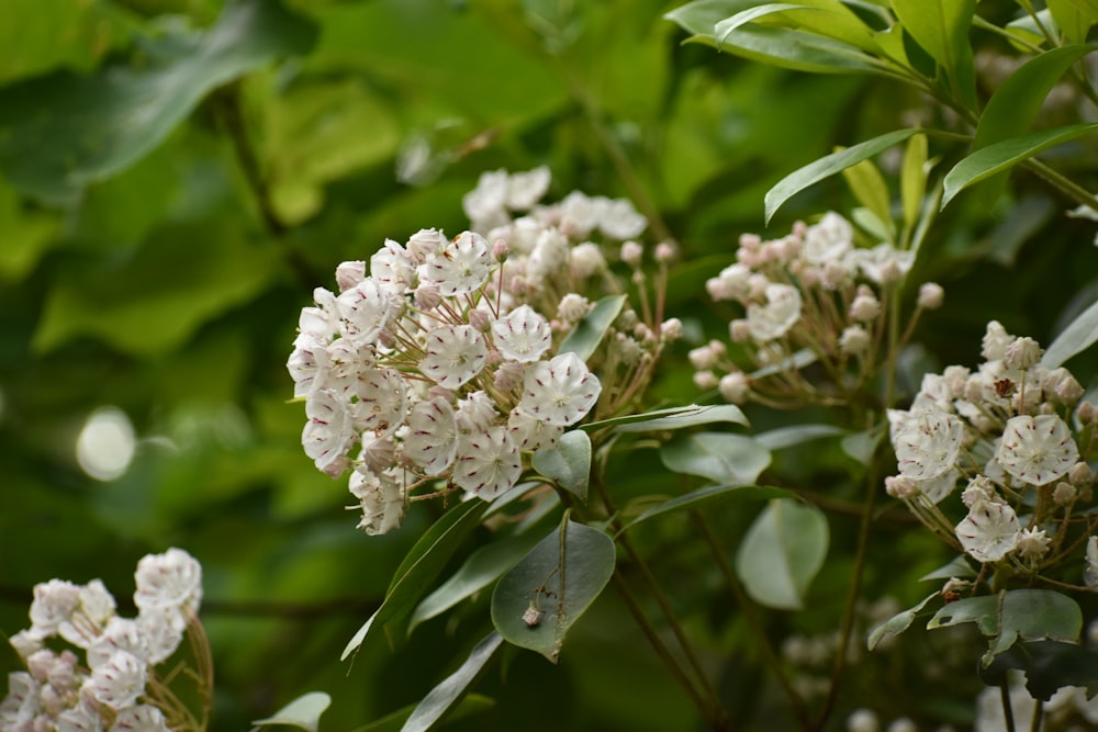 a bunch of white flowers that are on a tree