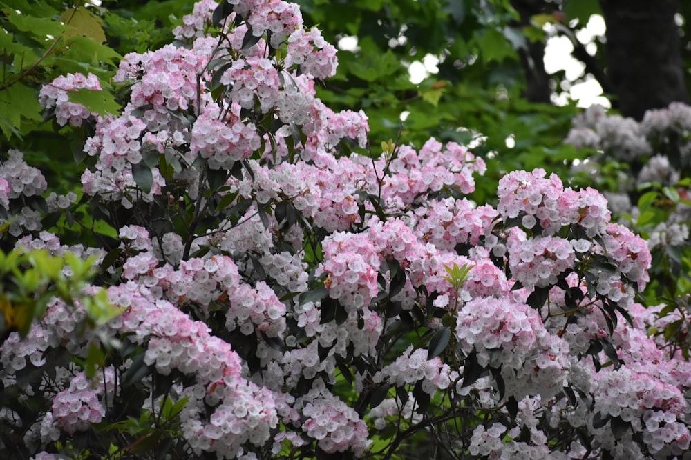 a bush of pink and white flowers with green leaves