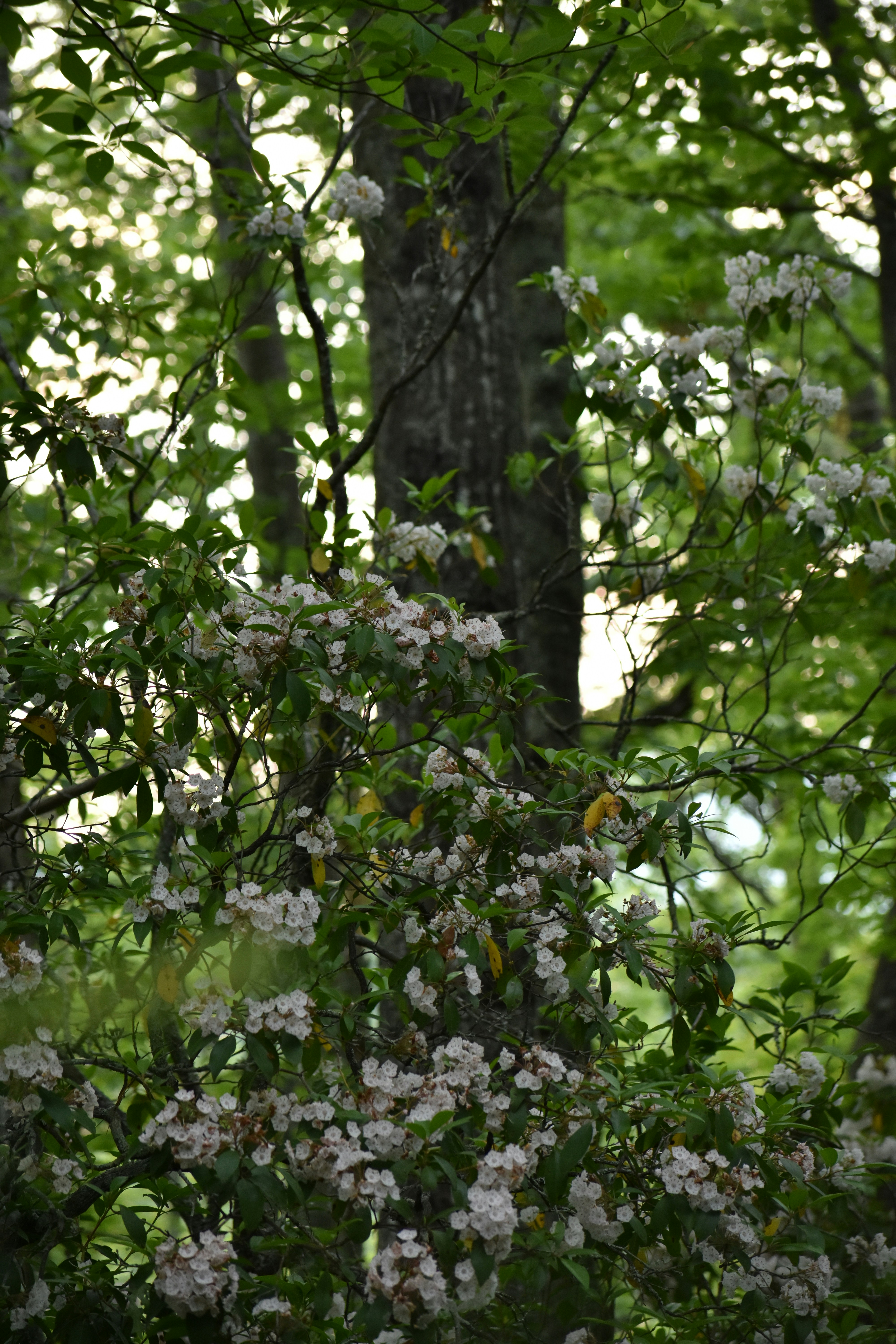 Photo by audrivangores