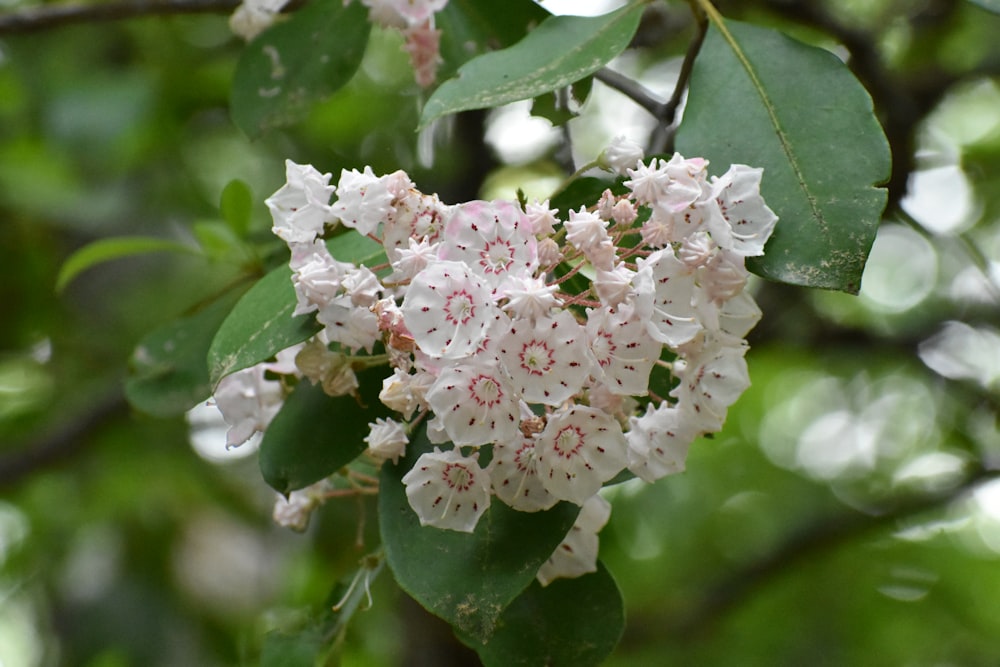 a cluster of white and pink flowers on a tree