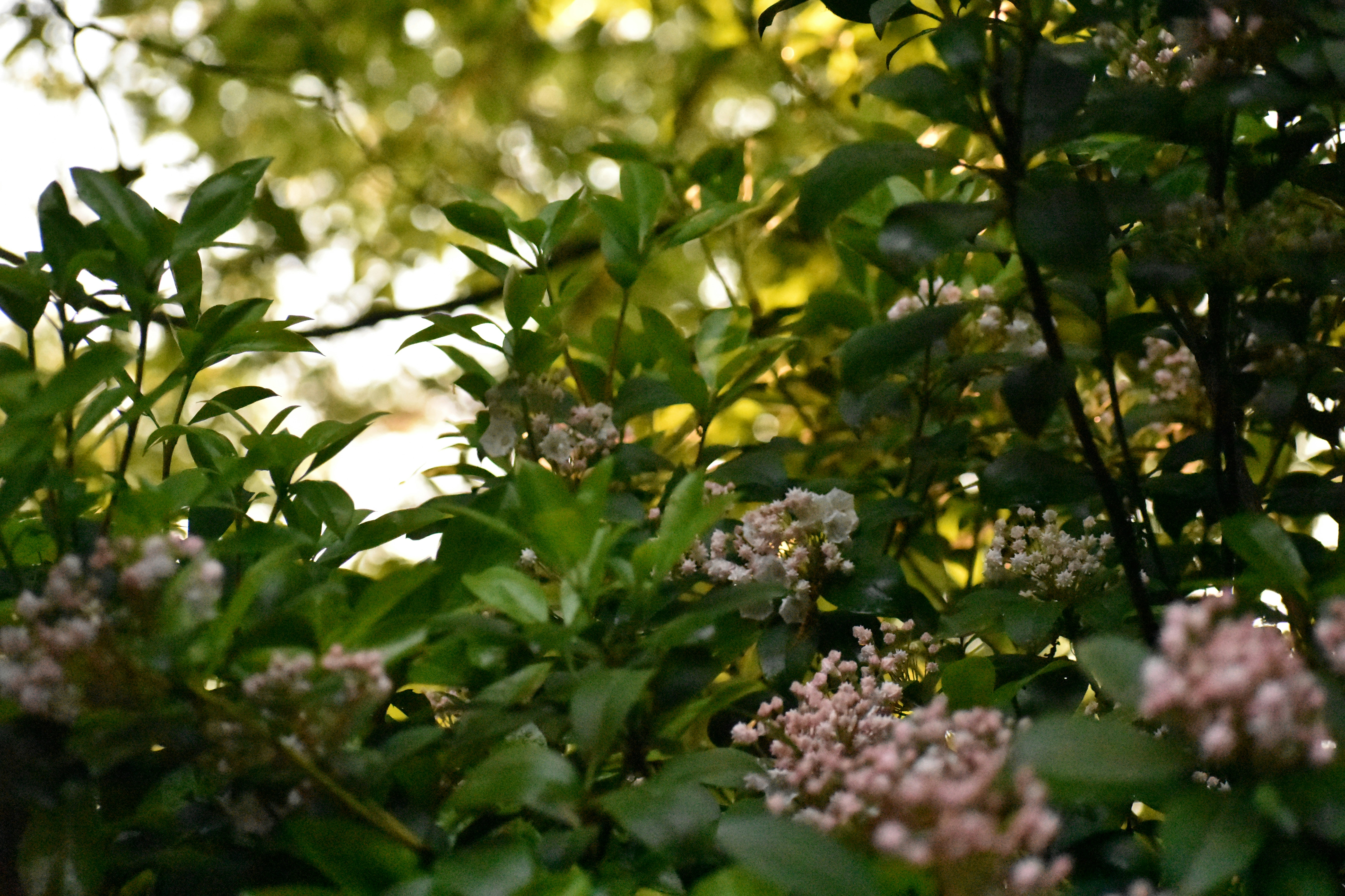 Photo by audrivangores