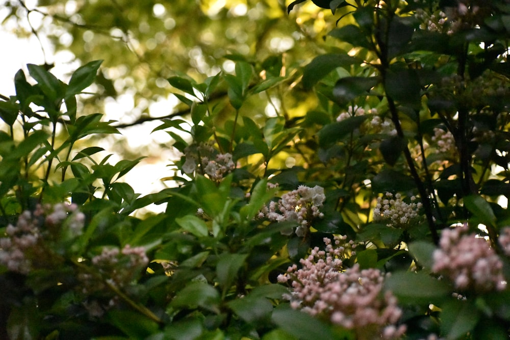 a bunch of green leaves and pink flowers