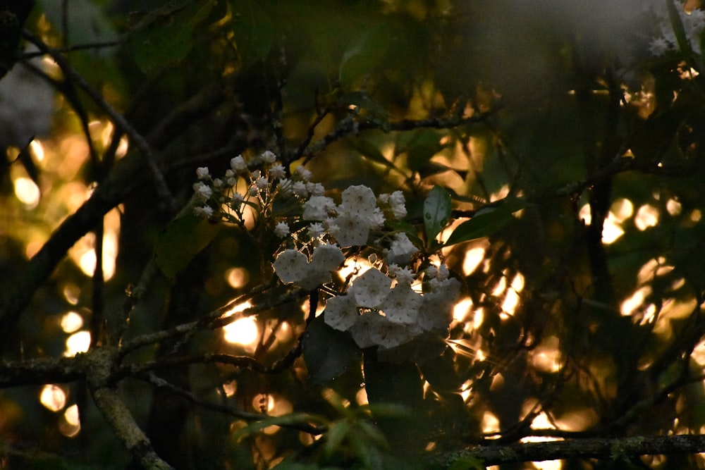 white flowers are blooming on a tree branch