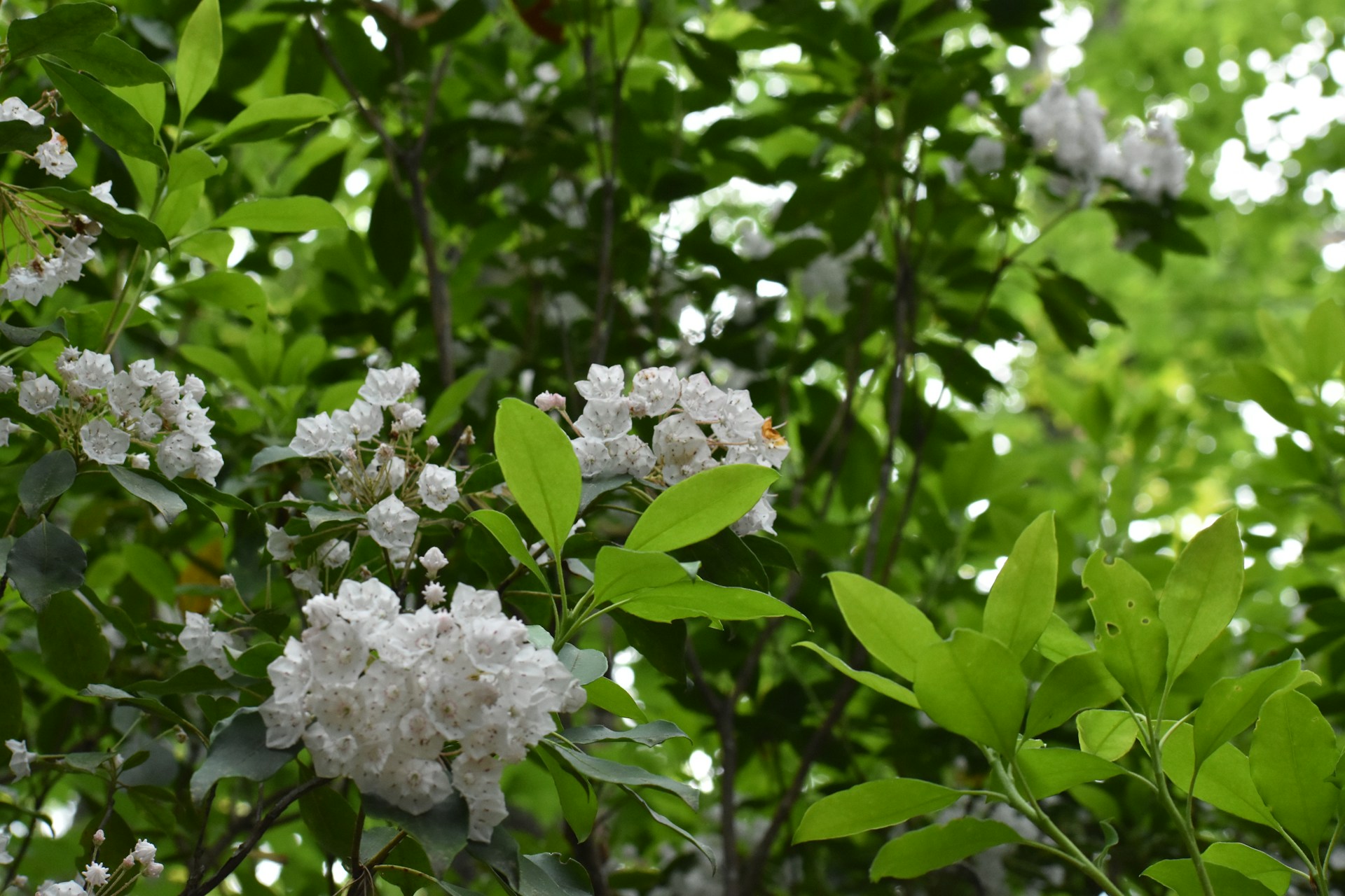 a bush with white flowers and green leaves