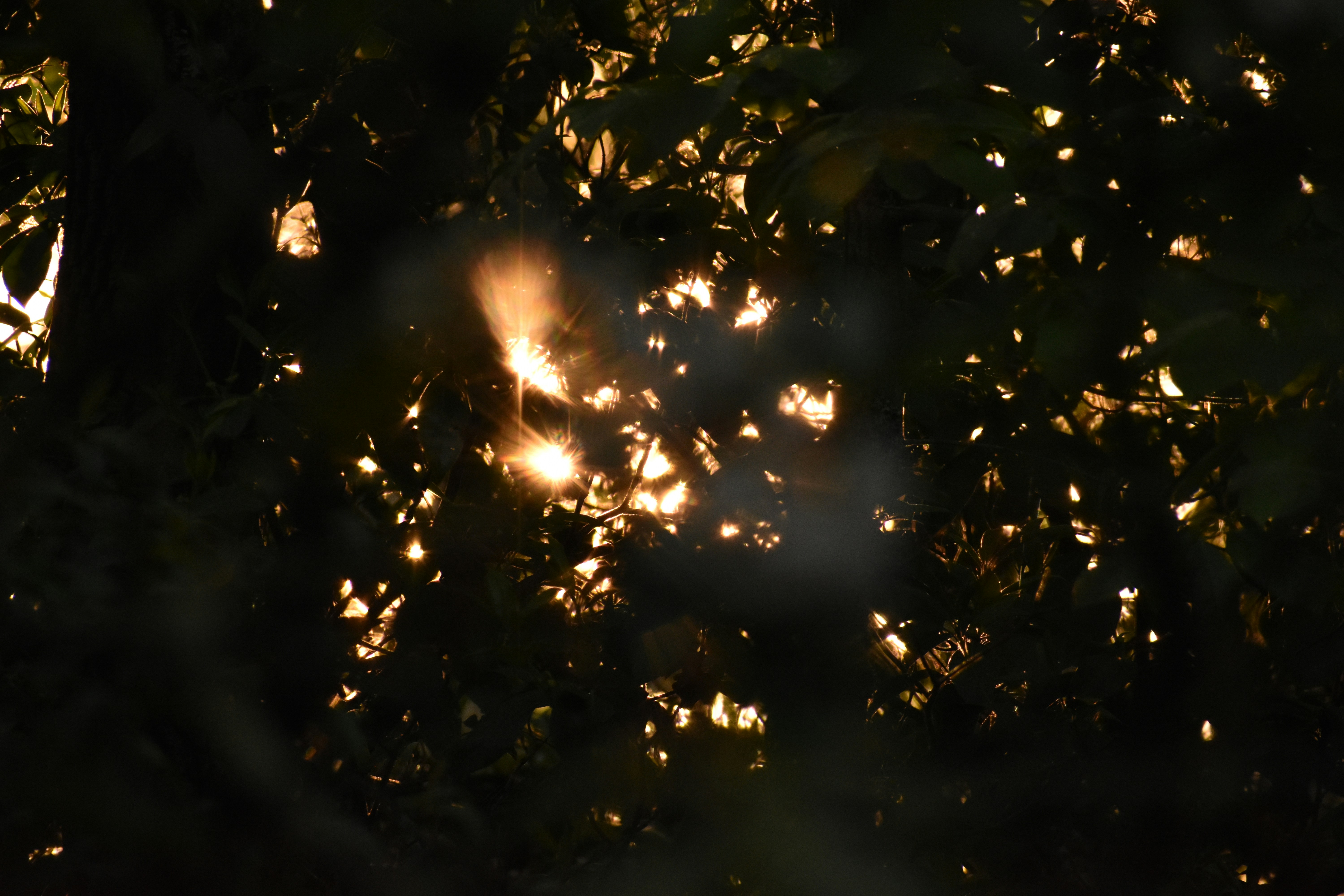 Sunlight filtering through dense foliage casting soft shadows.