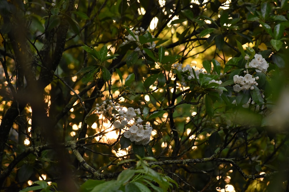 white flowers are blooming on a tree branch