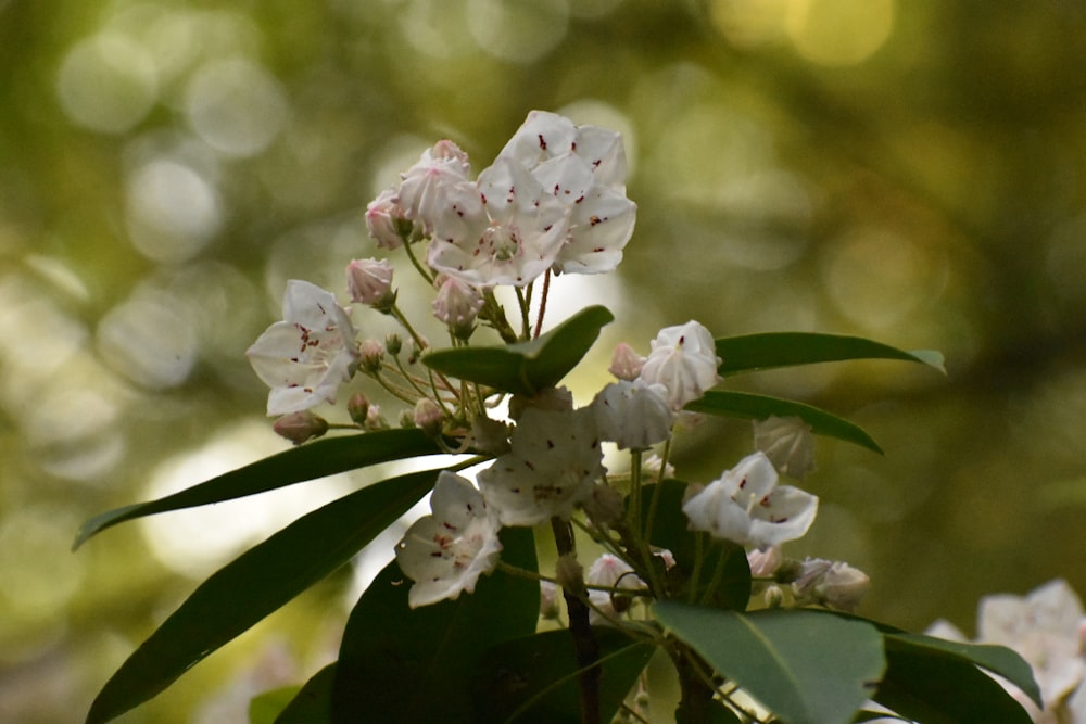 a bunch of flowers that are on a tree