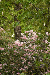 A vibrant biodiversity campaign event with volunteers planting native flowers and shrubs.