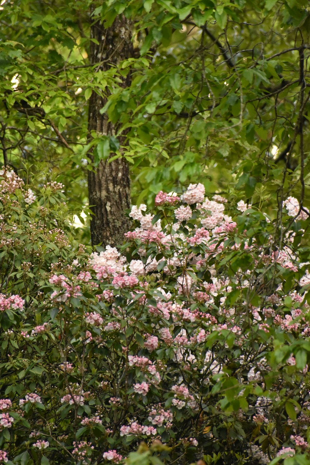 a bunch of flowers that are in the grass