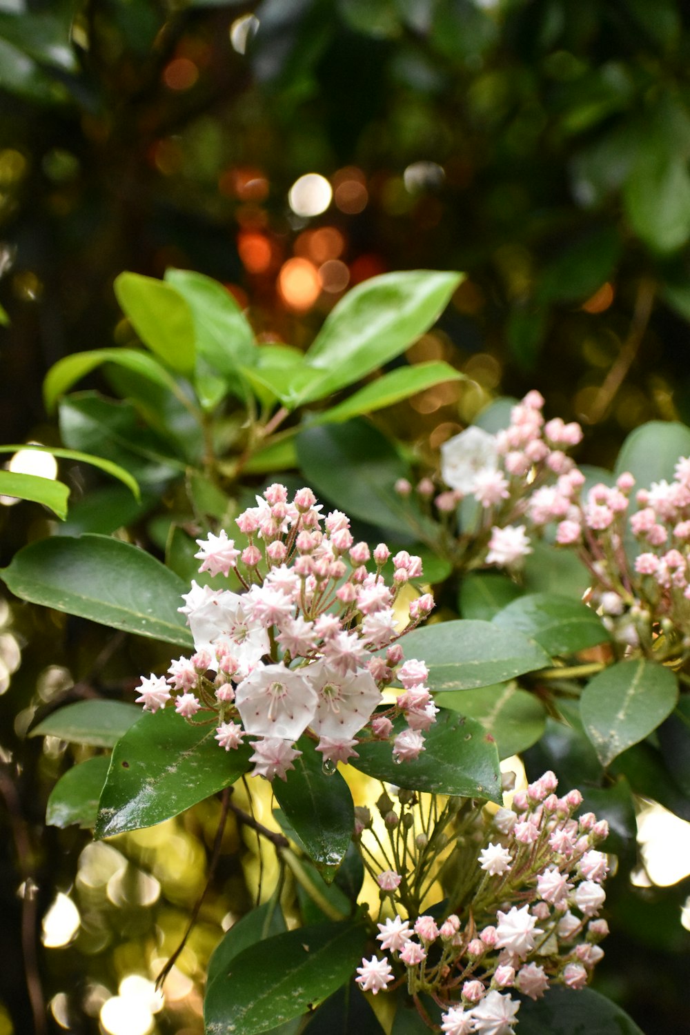 a bunch of flowers that are on a tree