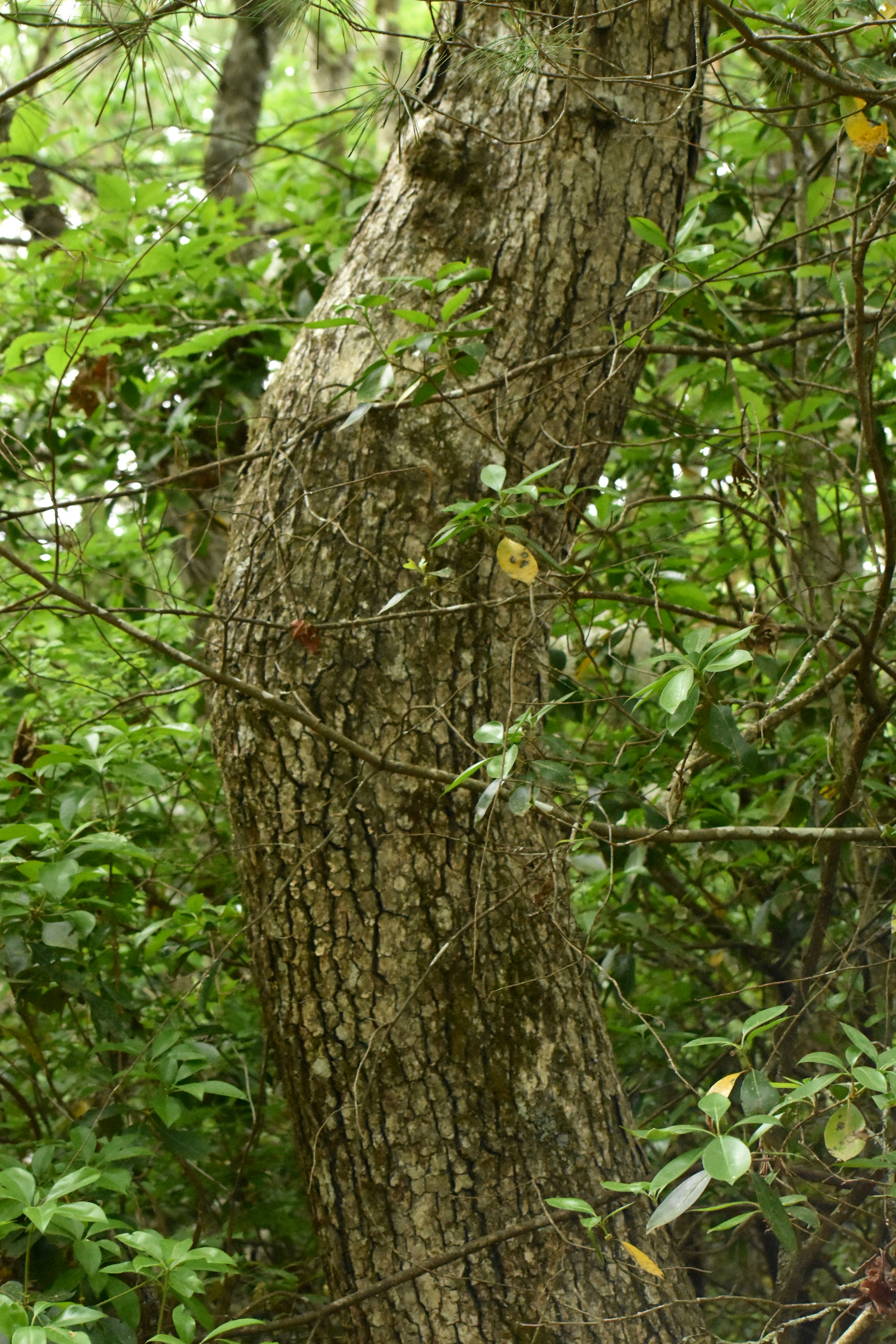 Photo by audrivangores