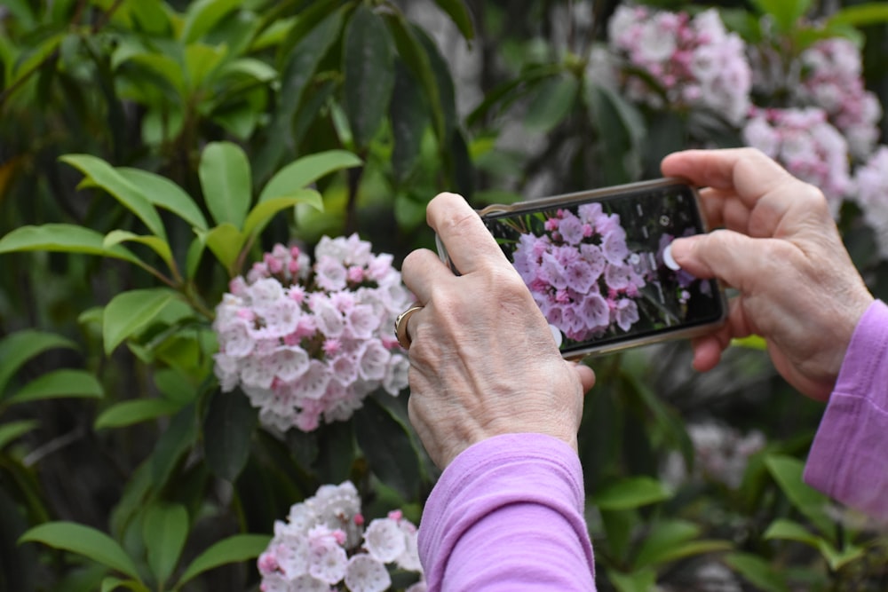 a person taking a picture of some flowers