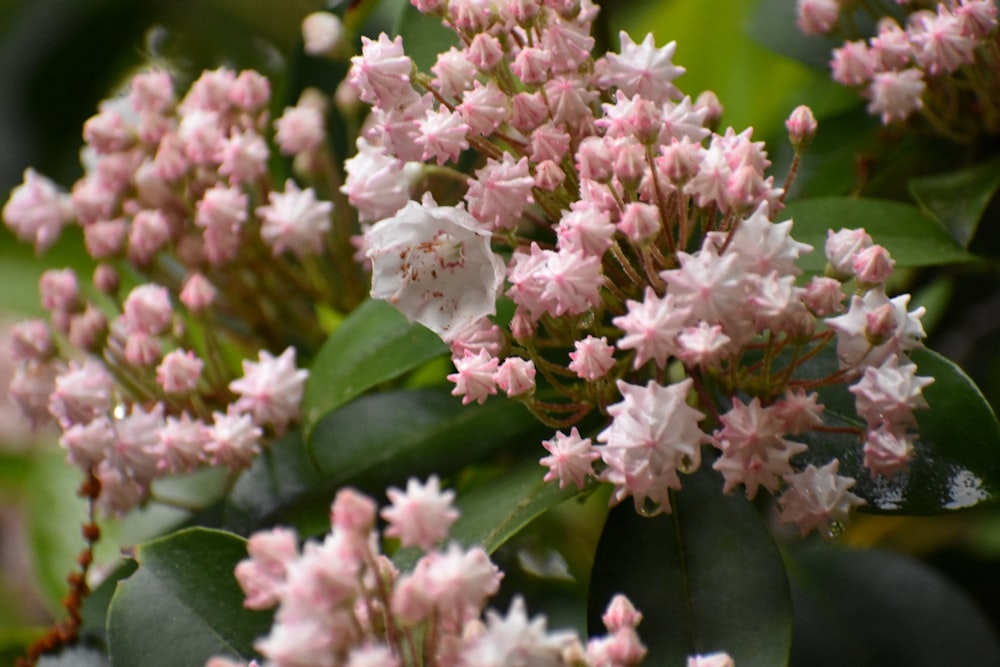 a close up of a bunch of pink flowers