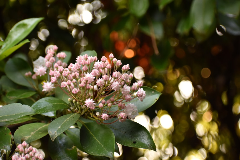 a bunch of flowers that are on a tree