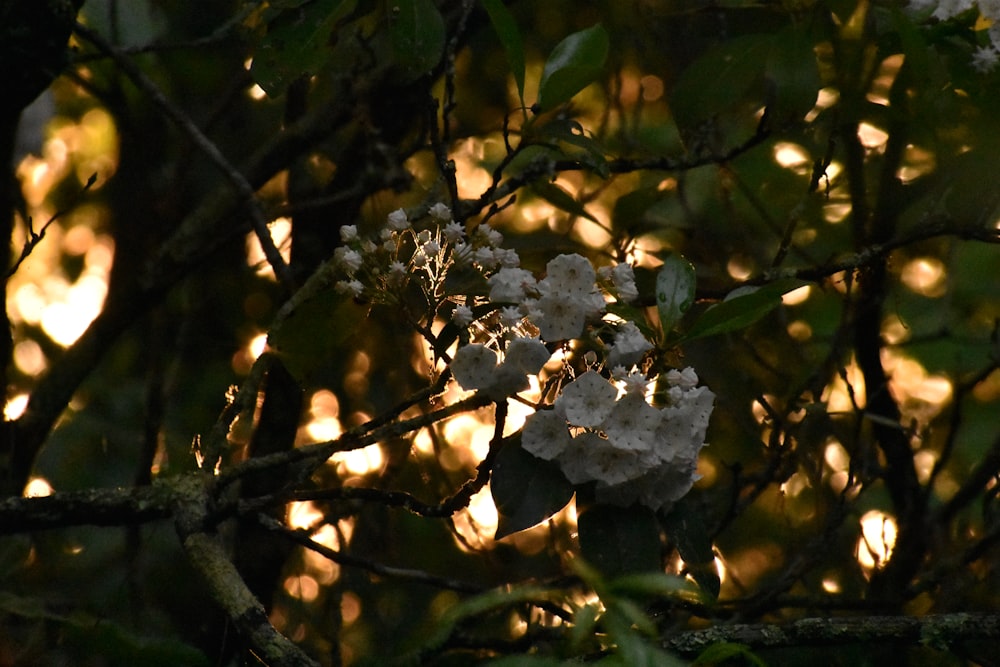 a tree with white flowers in the sunlight