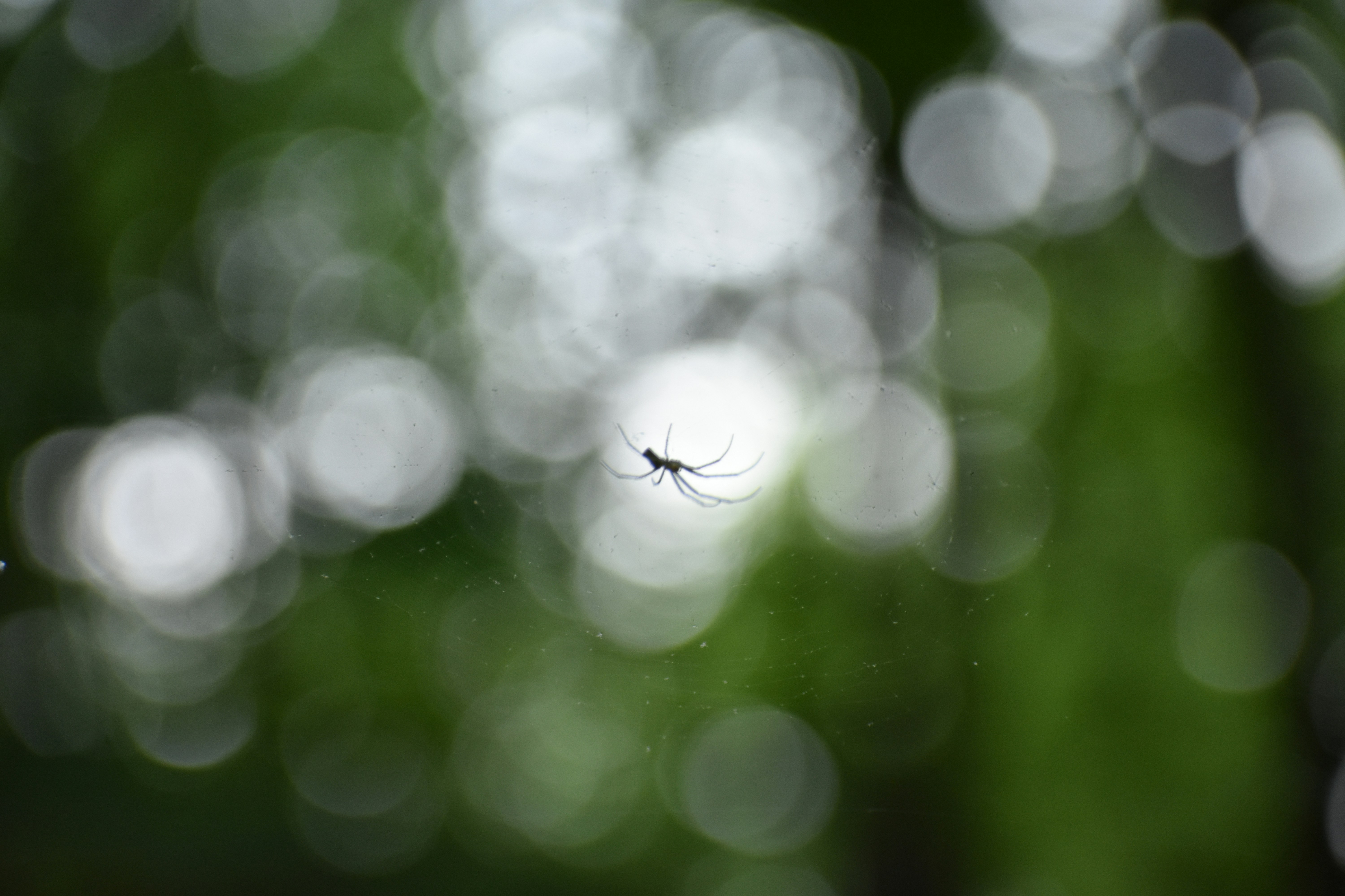 Photo by audrivangores