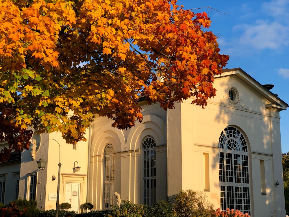 a large white building with a tree in front of it