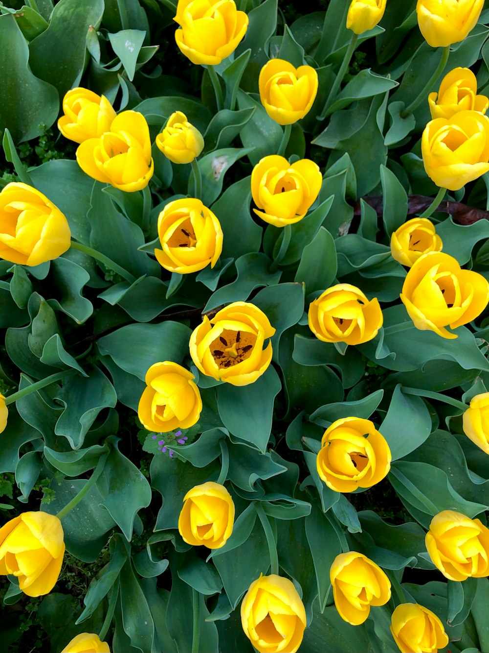 a bunch of yellow tulips growing in a garden