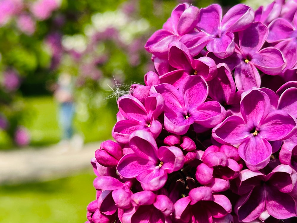 a bunch of purple flowers in a garden