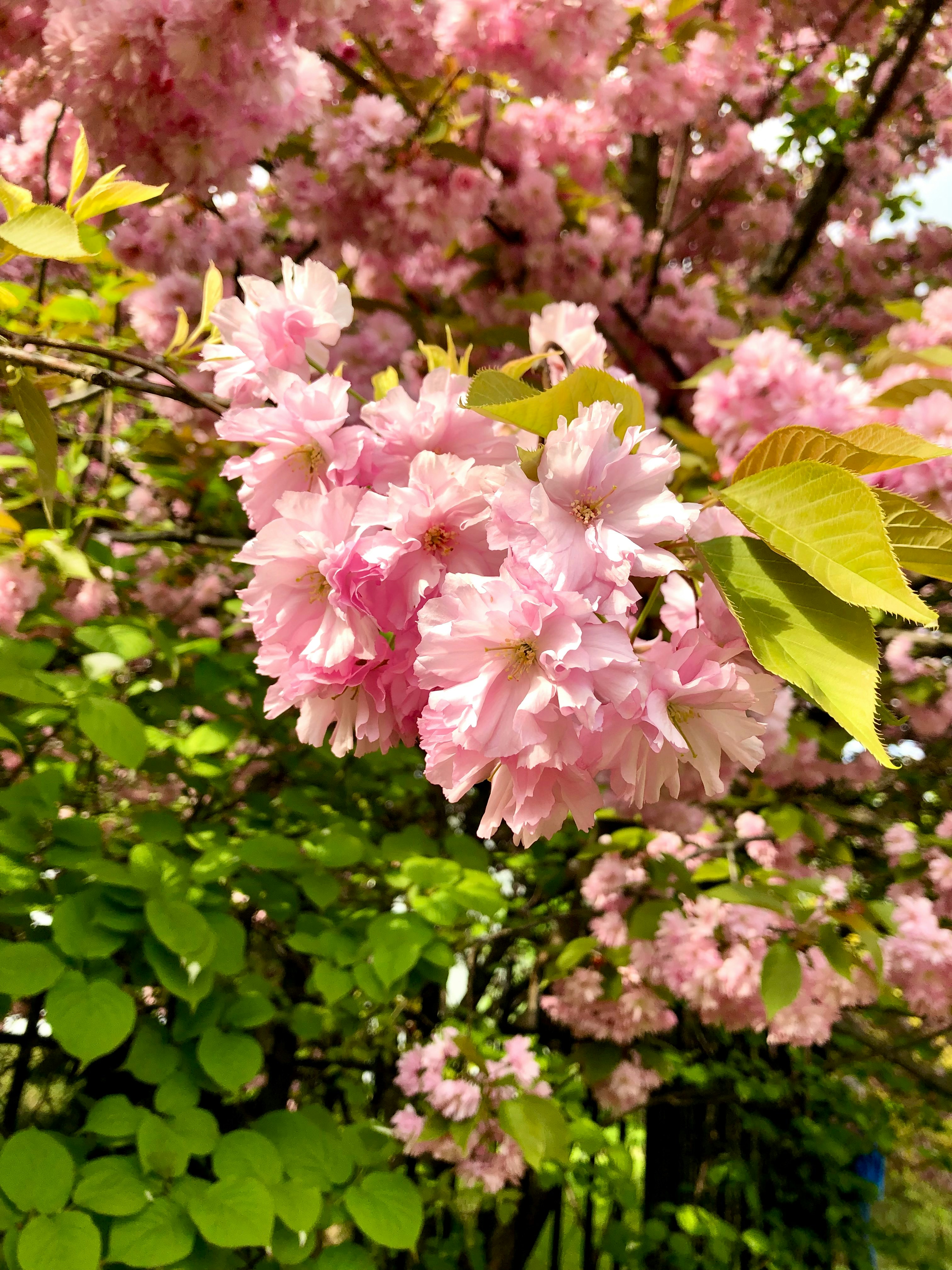 Photo by maksym_harbar