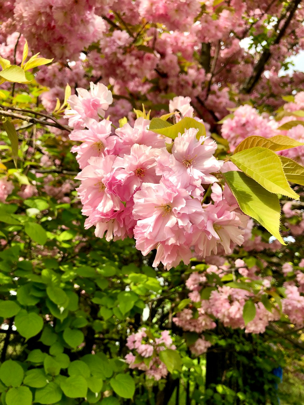 pink flowers are blooming on a tree