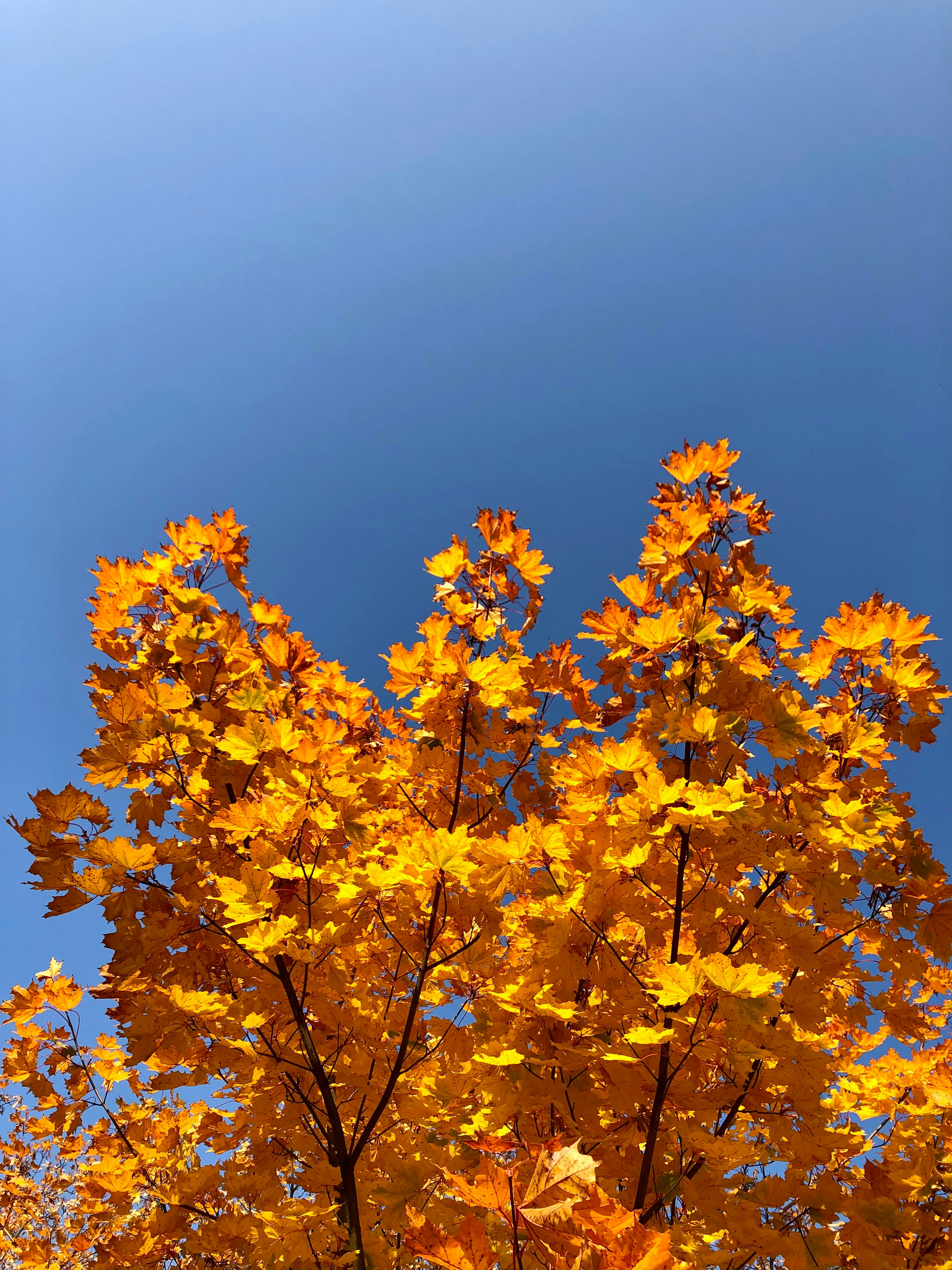 Photo by maksym_harbar