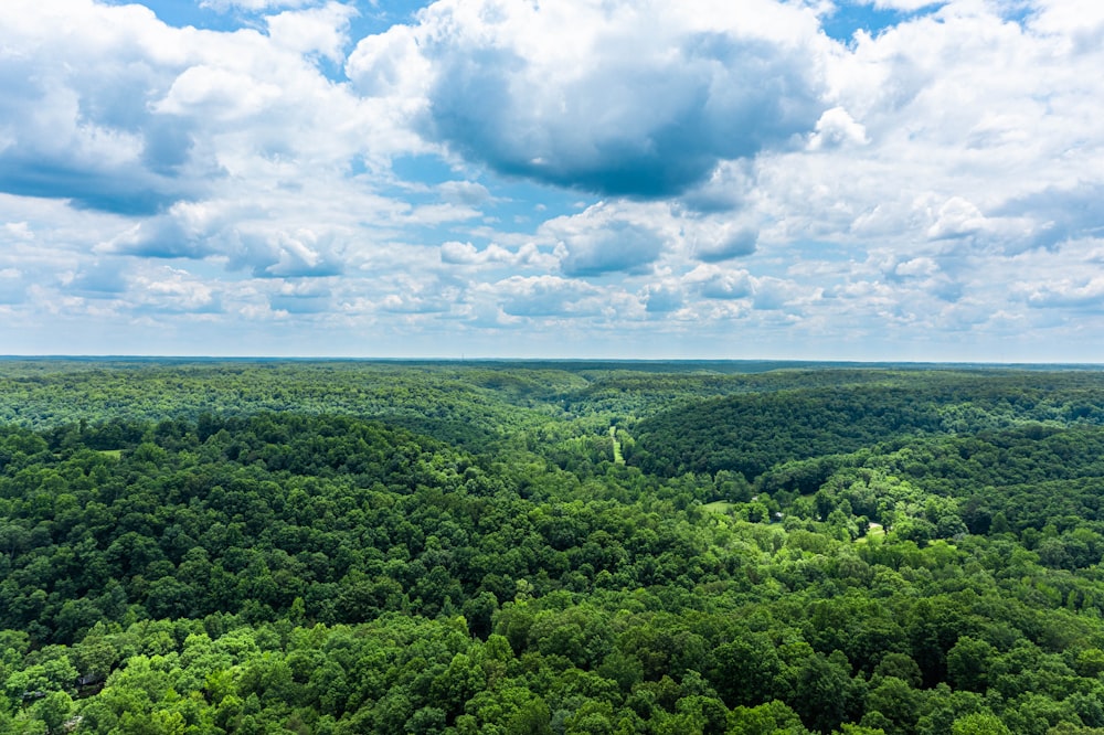 a view of a lush green forest under a cloudy blue sky