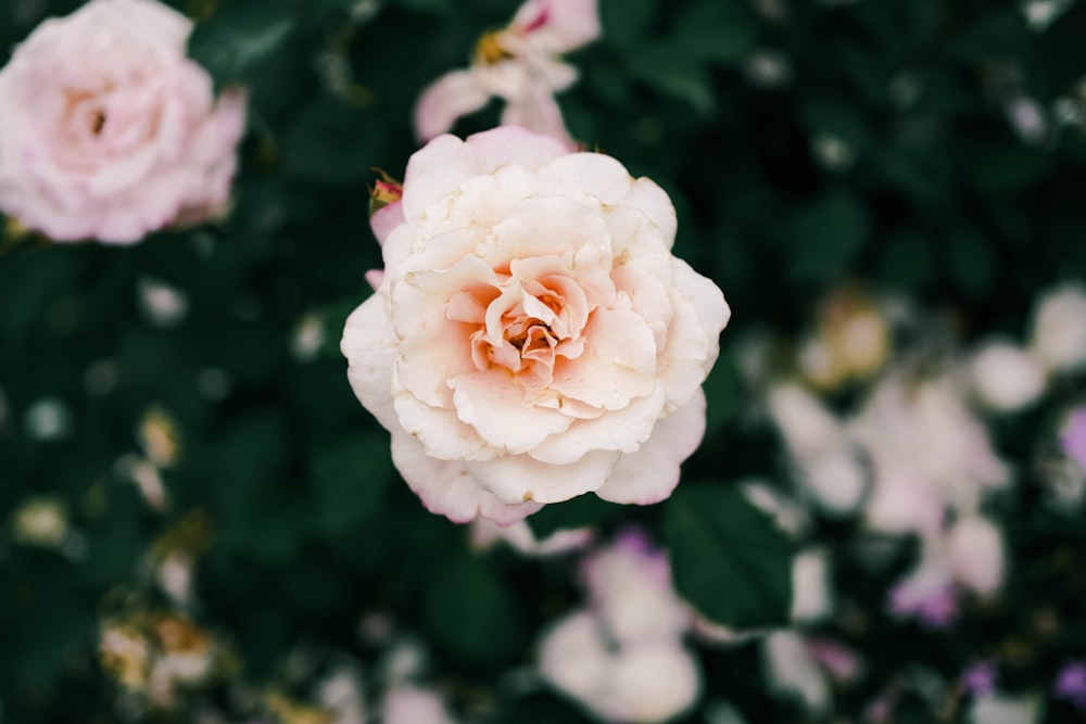um close up de uma flor rosa em um arbusto